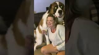 Saint Bernard rough housing his mama  #shorts #funnyshorts #funnyvideo #dogshorts #funnydogvideo