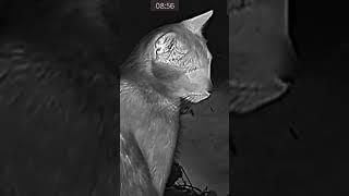 Cat through Thermal scope