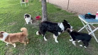 Dog Logic: How I instantly fix a dog that is harassing another dog Six Month old mini Aussie sundae