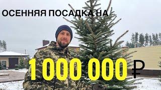 Посадка хвойных на 1000000 рублей. Озеленение участка 60 соток 1 этап. Воронеж.