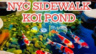 AMAZING NYC SIDEWALK KOI POND Cyprinus carpio JAPAN  BEAUTIFUL FLOWERS...ANOTHER SIDE OF NY ACKEE TV