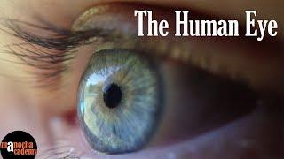 Human Eye