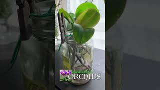 Orchids & the MOVE Update #shorts