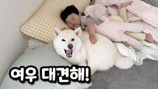잠자는 아기가 깰까봐 움직이지도 못하는 시바견 여우