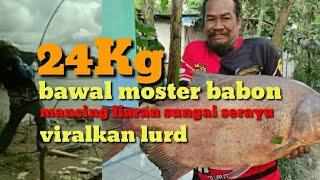 viral babon bawal seberat 24KG di sungai liar.