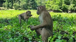 Aha! monkey Yoko and brother Koko really happily playing