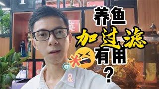 养好观赏鱼用什么鱼缸过滤？若这点核心意识没掌握，啥过滤也白搭