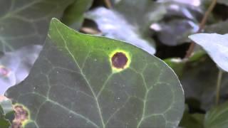 Bacterial leaf spot of ivy