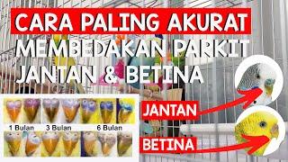 Cara Paling Akurat Membedakan Parkit Jantan Dan Betin