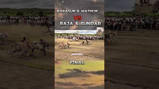 bakasur & mathur vs raja & cocktail final #sharyat #bailgadasharyat #bakasur #mathur1001 #bailgada