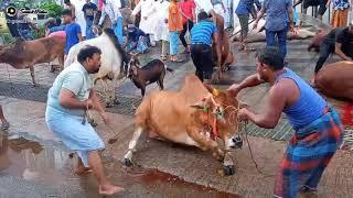 New latest qurbani videos 2021 / angry bull qurbani / biggest qurbani videos | Pagla Goru Qurbani