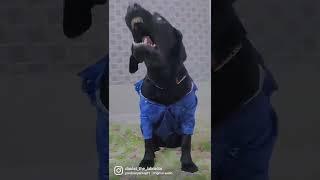 daulat the labrador black labrador