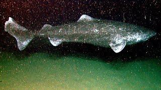 All Things Greenland Shark - The Longest Living Vertebrates