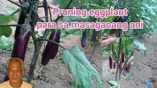 pruning eggplant for quality at maraming ani