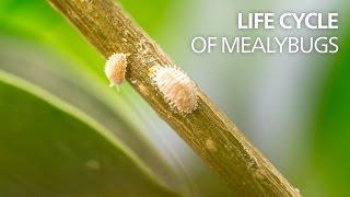 Life cycle of mealybugs