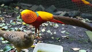 Beauty of Red Golden Pheasants #pheasants_quails_chickens #pheasant #chicken #egg #beauty#beautiful