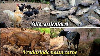 SÍTIO SUSTENTÁVEL-como  produzimos carne na roça// novidades nas criações - mostrando e alimentando