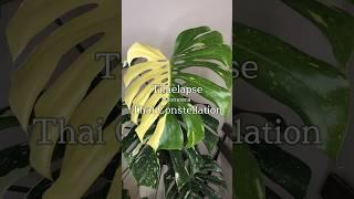 #タイムラプス #モンステラタイコンステレーション #planttimelapse #monsterathaiconstellation #モンステラ #monstera