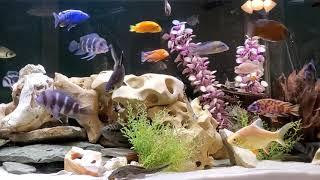 180 Gallon mixed African Cichlid Tank