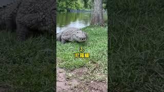 五種 尼羅河的動物 #科普 #知識 #動物 #tiktokanimals