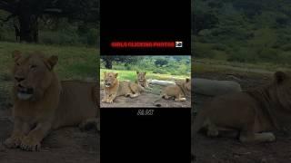 Lion came in the car  #shorts #trollface #edit #animals