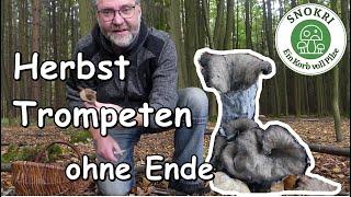 Herbsttrompeten ohne Ende - Pilze suchen Ende September 2021