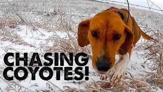 Hunting COYOTES with DOGS! - Fresh Snow Hunt