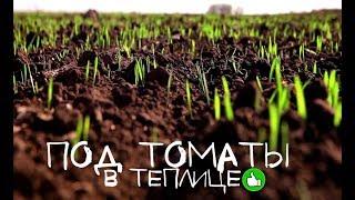 Томаты просто огромные после этих осенних сидератов! Какие сидераты сеять в теплице под помидоры?