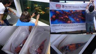 Davao Koi Club - Grow Out Challenge  + Tips w/ Koi Masters  (Jumbo Koi is Real) || English Subtitles