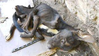 Barely Lift Her Head, This Poor Dog Learned To Communicate With Her Look. But It's SAD!