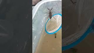 Look at the water Scorpion we just found! 