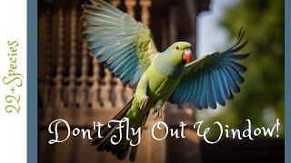 How To Keep Your Parrot From Flying Away | #parrot_bliss #bird