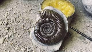 Prepping An Ammonite Found While Fossil Hunting