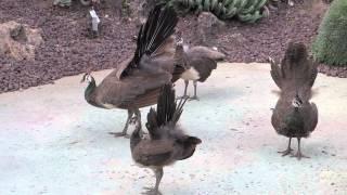 Peahen and Peachicks All Display Together