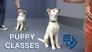 Free Webinar - A Guide to Puppy Classes with Dr. Ian Dunbar