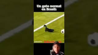 #futbol #gate #memes #humor #messi  #cat #football