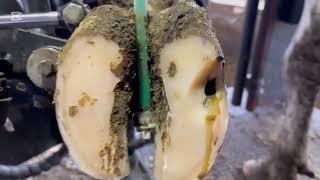 Cow's Hoof Trimming, Hoof Restoration, Hoof Cleaning Cow Rescue #HoofCare​ #CowHoof​ #HoofCleaning​