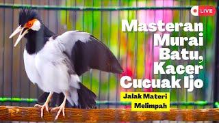 Jalak Suren Gacor Materi Melimpah! Bagus Untuk Masteran Burung Dari Murai Batu, Kacer, Cucak Ijo