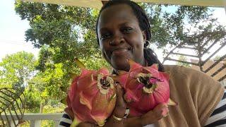 FIRST TIME SEEING AND EATING DRAGON FRUITS.I LIKE