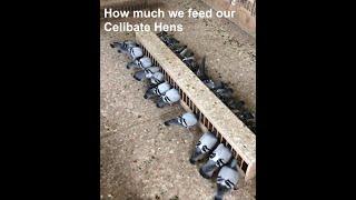 Feeding Our Celibate Hens  Maybe less than you think!