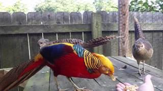 My Red Golden Pheasants come when called...