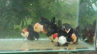 Jual Murah Harga Petani Ikan Mas Koki Tulungagung Oranda Trico Ryukin Ukur Besar