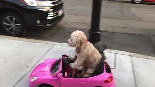 Dog rides remote control car on streets of boston