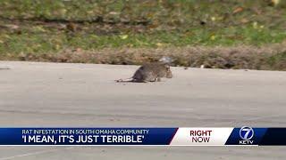 'I mean, it's just terrible': Rat infestation in south Omaha community