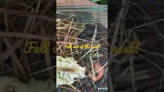 Starling bird fell out of the nest! #youtubemylove #youtube