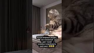 Это очень смешно  #америка #сша #мем #мемы #котики #юмор #прикол #отношения #смех #америка