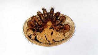 Varroa On Your Bees? Don't Do This To Your Bees Before Winter