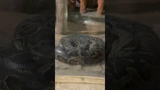 Anaconda Aur Cobra Mere Samne  Patna Zoo #shorts #minivlog #zoo #tiger