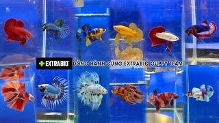 Thousands of Betta fish compete fiercely in the Royal Thai Cup #hugoduong