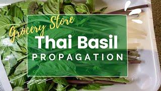 Easy Thai Basil Propagation from Grocery Store Thai Basil